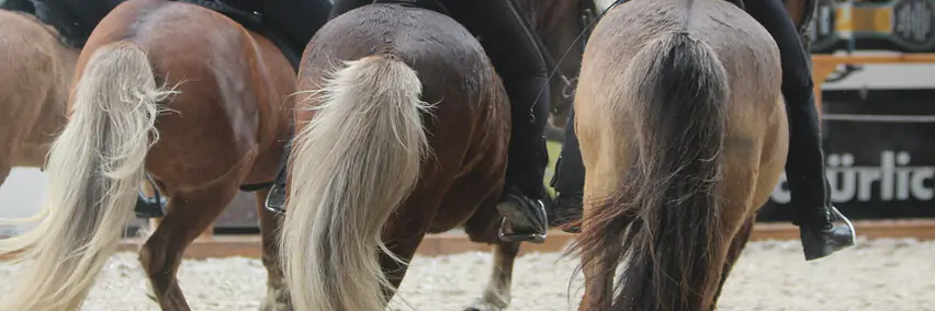 Pferde der Insel aus Feuer und Eis