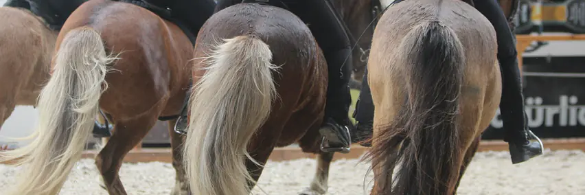 Pferde der Insel aus Feuer und Eis