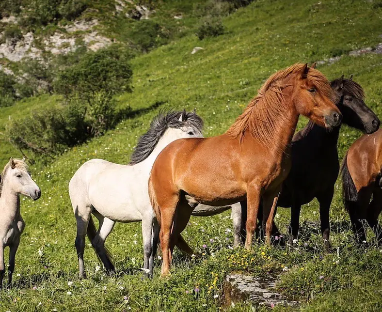 Pferdegruppe Alp.jpg