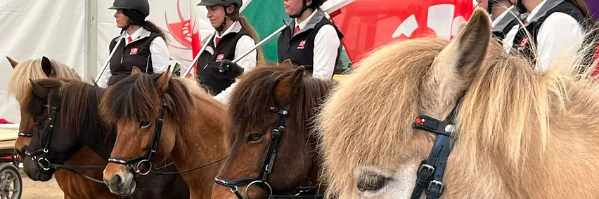 Pferde der Insel aus Feuer und Eis