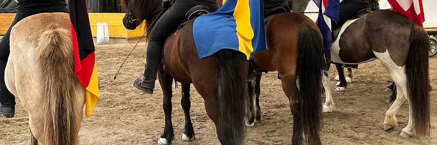 Pferde der Insel aus Feuer und Eis