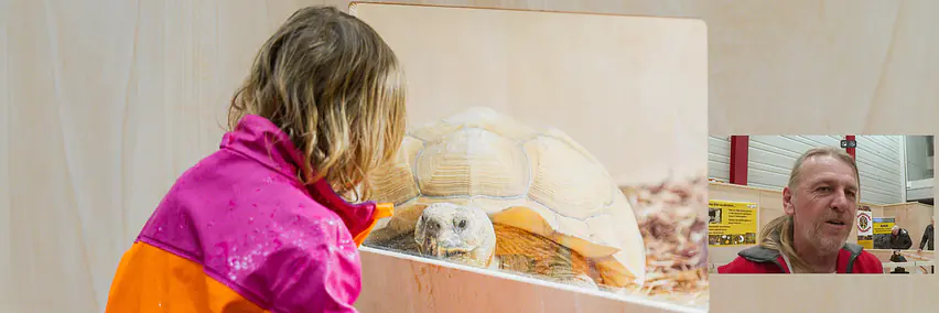 Schildkröten als Haustiere?