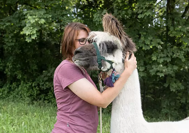 Lama Flüstern tierischer Sprachkurs