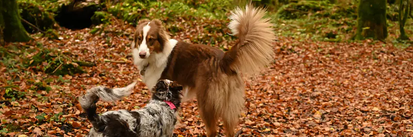 "wie viel hund braucht der hund?" - wenn artgenossen doof sind