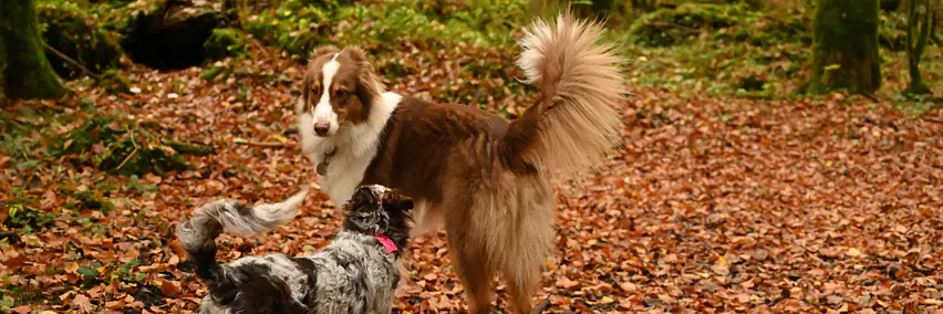 "wie viel hund braucht der hund?" - wenn artgenossen doof sind