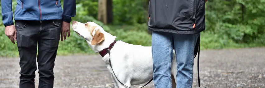 "kontakt oder übergriff?" - der hund der keine fremden mag
