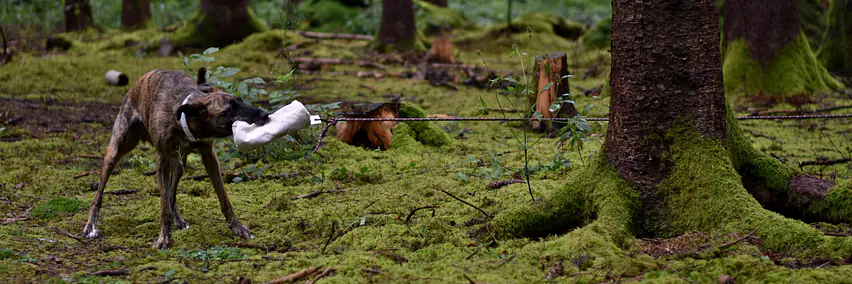 «spazierst du noch oder jagst du schon?» - der beutegreifer hund