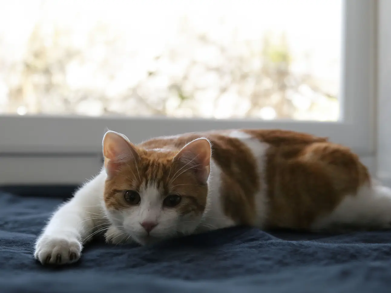 Kremation Katze