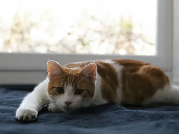 Kremation Katze