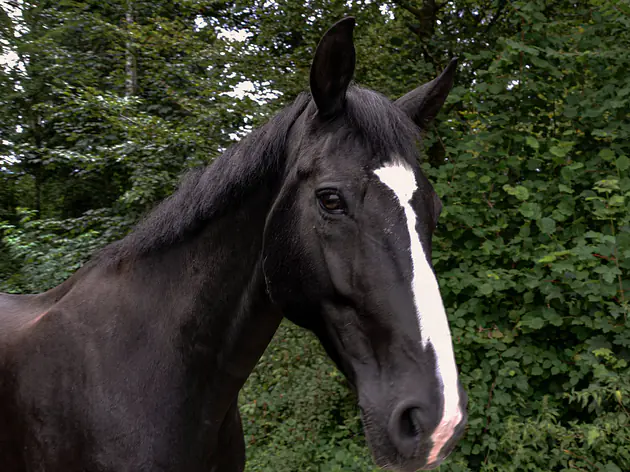 Incinération Cheval