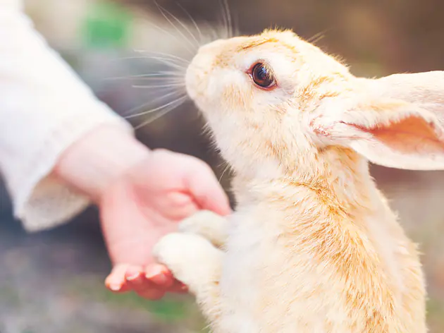 Incinération des rongeurs