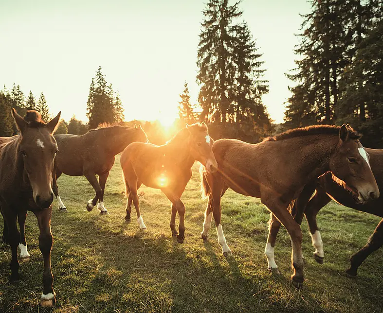 ST0063392 - © Suisse Tourisme - Giglio Pasqua.jpg