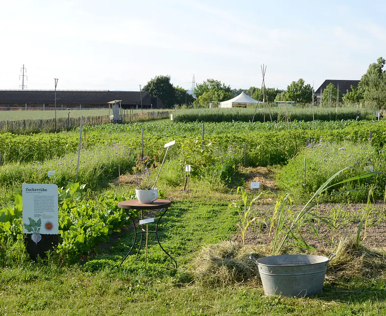 Ackerbilder c OGG Niklaus Salzmann (1).JPG