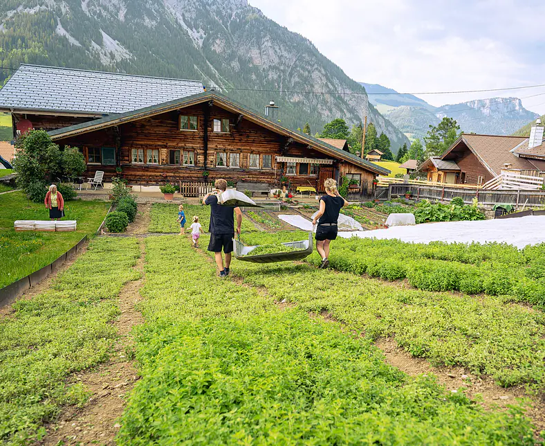 swiss-alpine-herbs-kraeuter-ernte-bauern.jpg