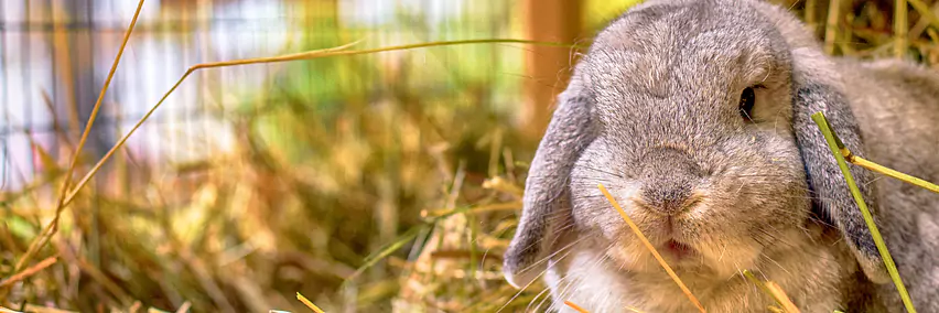 Tierische Erlebnisse im neuen Bereich "Heimtier"