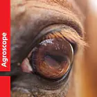 Agroscope, Schweizer Nationalgestüt