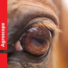 Agroscope, Schweizer Nationalgestüt