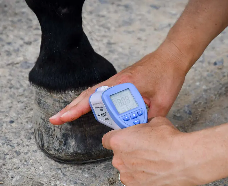 sng-fo-huf-pferd-temperatur-DSC_9956.jpg