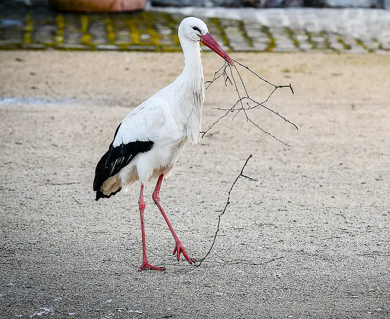 sng-fm-vitrine-storch-ast-DSC_4637.jpg