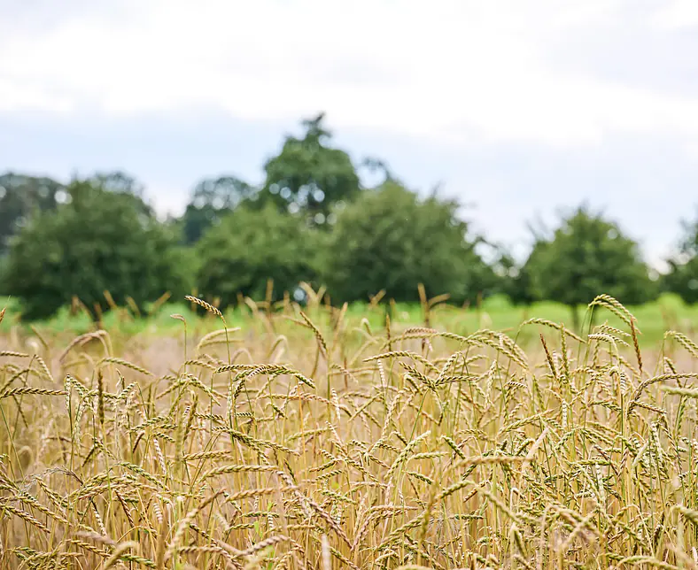 Feld am Reifen vor Obstgarten 1.jpg