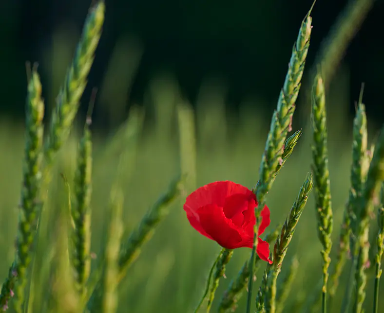 Nahaufnahme Mohnblume in grünen Ähren 6.jpg