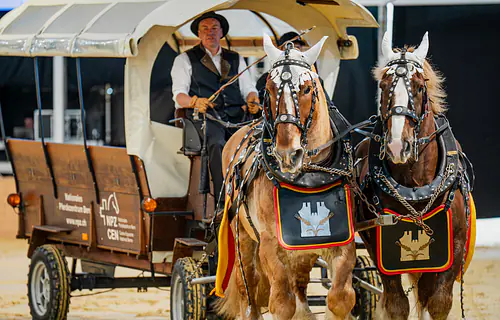 Tägliche Shows, Events & Gänsehautmomente.