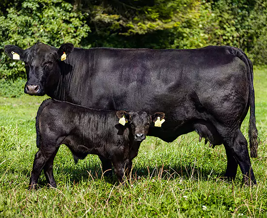 550x450_Migros_Aare_Swiss-Black-Angus_IP-SUISSE_Mutterkuh.jpg