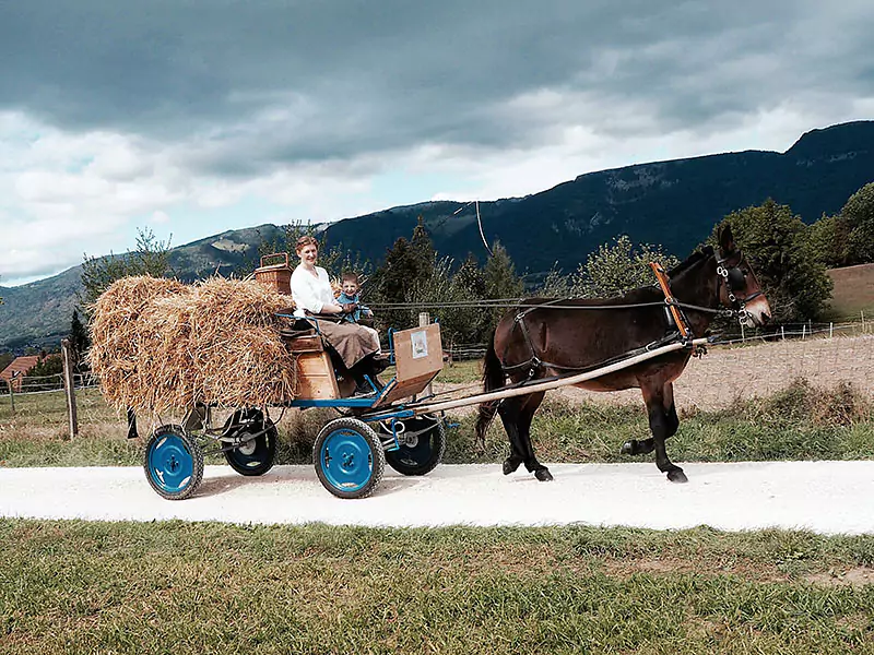 Fahren am Tag des Pferdes in Solothurn