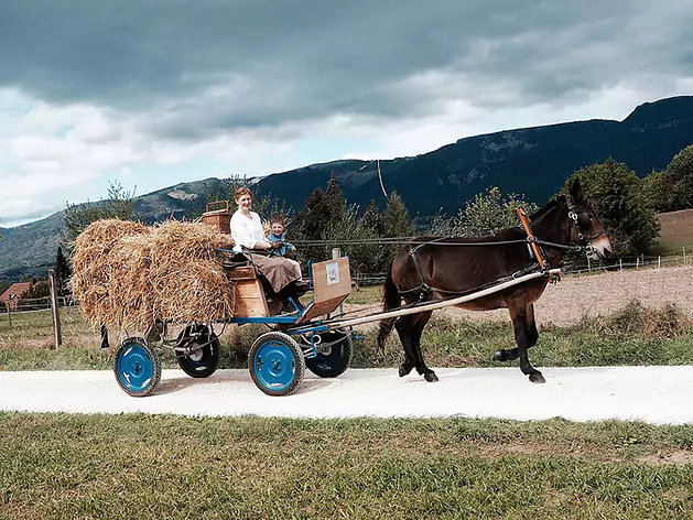 Fahren am Tag des Pferdes in Solothurn