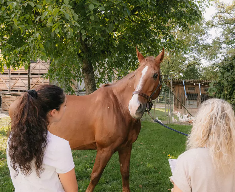 ©animal voice-Tiergespräch vor Ort mit Pferd Kalwin | Tierhalterin Karin Gerber.jpg