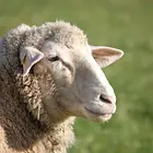 Bedeutung der Schafe in der Schweiz