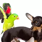 Exoten im Wohnzimmer - Wildtiere als Haustiere?