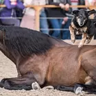 Showteam free Elegance - Grundausbildung Jungpferde, Vorbereitung Halsringreiten und höhere Dressurlektionen mit anschliessender Show