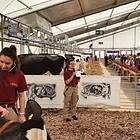 Die gesunde Kuh - ein Tierarzt erklärt