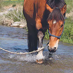 Pferd-Wasser.jpg