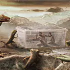 Die wunderbare Welt der Exoten - Lorica